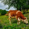 De noaptea minții: Crescătorii mici de vaci, oi, capre sunt obligați să-și facă Cod Digital de Exploatație