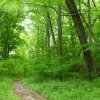 Interzis la plimbat, liber la furat: Amendament la Codul Silvic care dorește să nu mai călcăm prin păduri fără acordul proprietarului