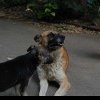 Primăria Cugir concesionează Serviciul Public de gestionare a câinilor fără stăpân: Licitația de peste jumătate de milion, lansată în SEAP