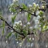 Prognoza METEO de Florii, 1 Mai și Paște 2024. Vremea în România îm următoarea lună