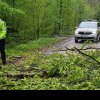 Trafic BLOCAT pe DN75, la ieșire din Brezești spre Sălciua: Copac doborât de vânt pe carosabil