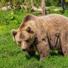 Urs depistat în comuna Șpring. Cetățenii, avertizați prin mesaj RO-Alert