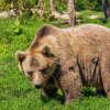 Urs depistat în localitatea Vidolm, comuna Ocoliș. Cetățenii, avertizați prin mesaj RO-Alert