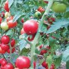 Credem că vă interesează/Ajutorul de stat pentru compensarea parţială a ­pierderilor la cultura de tomate în spaţii protejate – fără înscrierea dosarelor în SIMM