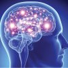 Dimensiunea creierului uman a crescut cu aproape 7% în 40 de ani
