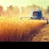 AGRICULTURĂ PREȚUL GRÂULUI: Cum afectează războiul din Ucraina piața grâului?