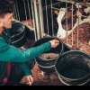 BANI PENTRU FERMIERI Noi ajutoare de stat pentru fermieri, crescători animale