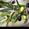 BENEFICII TERAPEUTICE Descoperă avantajele ceaiului din frunze de măslin, o minune puțin cunoscută