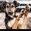 CÂINI FĂRĂ STĂPÂN SATU MARE Iohannis solicită reexaminarea legii pentru gestionarea câinilor fără stăpân