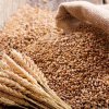 CEREALE ÎN ROMÂNIA Producția de cereale boabe situează țara noastră pe un loc bun în UE
