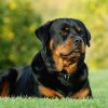 COLEGIUL MEDICILOR VETERINARI Noi reglementări pentru proprietarii de câini: Obligații de identificare și înregistrare