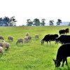 CRESCĂTORI DE ANIMALE Obligaţii ale fermierilor crescători de animale pentru a beneficia de subvenţie