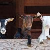 CRESCĂTORI DE ANIMALE Termenul de menţinere în exploataţiei a oilor şi a caprelor în acest an este 15 septembrie