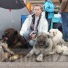 DOG SHOW LA SATU MARE Două zile de spectacole și concursuri cu sute de câini de rasă