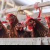 GRIPĂ AVIARĂ Gripa aviară confirmată în Bihor poate reprezenta o ameninţare pentru fermele de păsări de la noi din judeţ
