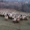ÎNGRIJITORI DE ANIMALE Tot mai mulţi crescători de oi renunţă la muls în lipsa forţei de muncă