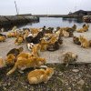 INSULA AOSHIMA O insulă japoneză acaparată de feline