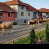 JUDEȚUL SATU MARE Ciurdele de vaci au dispărut din majoritatea satelor