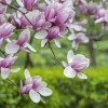 MAGNOLII Florile de magnolii sunt perfect comestibile