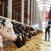 MINIM 120 DE ZILE În acest an, fermierii pot lua subvenţie de aproximativ 100 de euro pe animal dacă păşunează vacile câte 6 ore pe zi