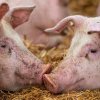 PESTA PORCINĂ AFRICANĂ Prevenirea îmbolnăvirii porcinelor de pestă porcină africană