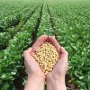 PRODUCȚIE ROMÂNEASCĂ MADR propune modificări în ceea ce priveşte documentaţia de valorificare a producţiei de soia