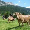 SUBVENȚIE BOVINE Caietul de păşunat şi condiţiile de obţinere a subvenţiei pentru păşunatul extensiv al bovinelor