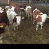 SUBVENȚII Obligaţii ale fermierilor crescători de animale pentru a beneficia de subvenţie