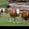 SUBVENȚII VACI Crescătorii din zona montană care dețin minim 5 vaci pot încasa 282,35 euro/cap