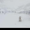 VIDEO: Iarna s-a întors în Maramureș. Ninge în munții Rodnei la Borșa