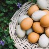 Care sunt ouăle ideale pentru consum: ”Ou BIO sau ou cu Omega 3? Care merită cheltuiala?”
