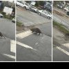 IMAGINI RARE. Un castor simpatic a fost surprins traversând strada pe trecerea pentru pietoni, la Turda - FOTO