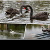 Lebedele negre au revenit în Parcul Central din Cluj-Napoca! Superbele păsări pot fi admirate pe lacul Chios - FOTO și VIDEO