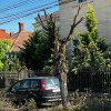 Sunt „măcelăriți” copacii din cel mai râvnit cartier al Clujului: „Ar trebui să avem un pic mai multă empatie” - FOTO
