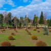 VIDEO: Copacii Carbochim se păstrează. Revin în același loc, într-un nou parc deschis către Someș, parte din proiectul de reconversie a fostei platforme