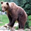 Echipa care trebuia să salveze un urs blocat într-un gard l-a împușcat după ce animalul s-a eliberat singur