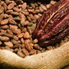 Coface: În 2024, se vor consuma 4,8 milioane de tone de cacao la nivel Mondial, din care 90% sub formă de ciocolată. Producţia mondială de boabe de cacao ar urma să scadă cu 11% în acest an. Preţurile rămân de trei ori mai mari decât acum un an