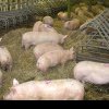 Executivul a prelungit termenul de depunere a cererilor de înscriere în Programul de susţinere a crescătorilor de porci de reproducţie din rasele Bazna şi Mangaliţa pentru acest an