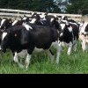 Legea care introduce o schemă de ajutor de stat temporar activităţii crescătorilor din sectorul bovinelor de carne şi al bivoliţelor din perioada 1 octombrie 2022 – 31 martie 2023, promulgată