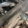 Peste 300 de tone de peşte şi produse din peşte au fost verificate de ANPC, iar la 71 de tone au fost găsite nereguli / Au fost date amenzi de 1,1 milioane de lei / Printre probleme descoperite: produse expirate, peşte cu modificări de aspect şi culoare