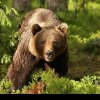 Atac mortal al urşilor la marginea unei localități