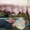 Un fermier olandez produce înghețat din lapte de porc