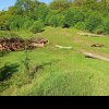 Un sit arheologic de 8.000 de ani, unic în Europa, distrus de o exploatație forestieră