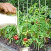 VIDEO | Dacã hrãnesti plantele de rosii cu lapte, productia se dubleazã. Alimentul e bun si ca fungicid