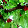 Ce beneficii pentru sănătate au cireșele, fructele delicioase care au apărut deja pe tarabe