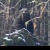 ”Autostrada” urșilor la Broșteni. O nouă întâlnire cu un urs impresionant (foto)