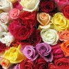 Trandafirii – Mesagerii colorați ai sentimentelor la zilele de naștere