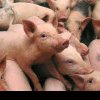 Opt focare active de pestă porcină, în Bihor