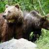 Jandarmii din Harghita solicitați de 26 ori în ultima săptămână pentru alungarea urşilor din zonele locuite