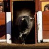 Sfârșitul coridelor: Columbia interzice luptele cu tauri începând cu 2027